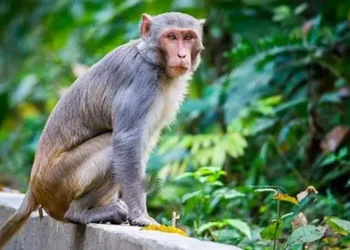 குரங்குகளிடையே பரவும் ‘சிபிலிஸ்’ பக்டீரியா!