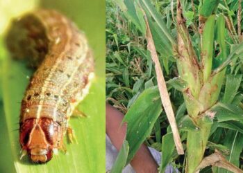 விவசாயிகளுக்கு  பேரிடி!