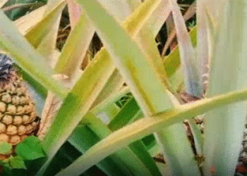 சொந்த நிதியில் அன்னாசிப் பயிர்களைப் பயிரிட்ட விவசாயி!