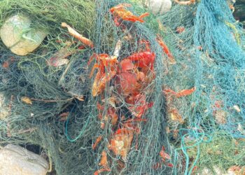 சிவப்பு நண்டால் மீனவர்களின் வாழ்வாதாரம் பாதிப்பு!