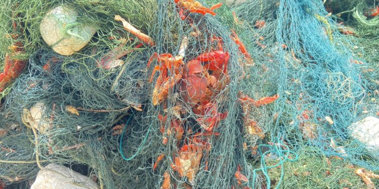 சிவப்பு நண்டால் மீனவர்களின் வாழ்வாதாரம் பாதிப்பு!