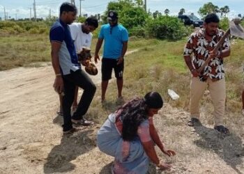 வேலணையில் பனம் விதைகள் நடுகை!