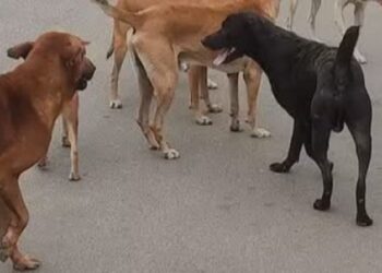 போதைப்பொருள் கலந்த நீர் குடித்த நாய்கள் உயிரிழப்பு!