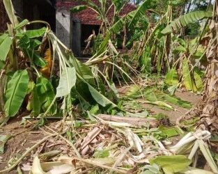 காட்டு யானைகள் அட்டகாசம் : மரங்கள் சேதம்!