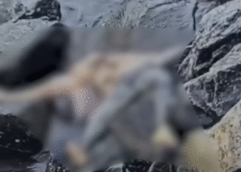 கொழும்புத் துறைமுகக் கடலில் அடையாளம் தெரியாத சடலம்!