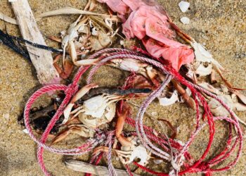 கடற்பகுதிகளில் கரையொதுங்கும் சிவப்பு நண்டுகள்