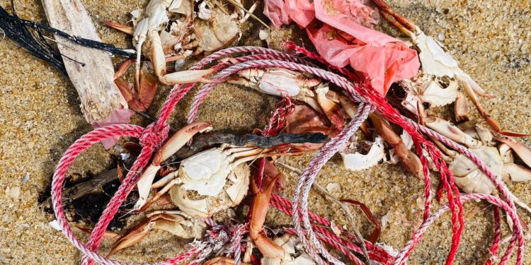 கடற்பகுதிகளில் கரையொதுங்கும் சிவப்பு நண்டுகள்