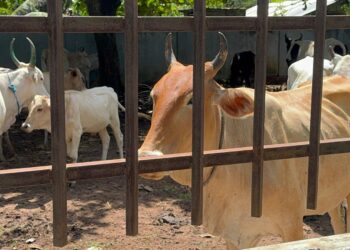 போக்குவரத்திற்கு இடையூறான கால்நடைகள் மடக்கிப்பிடிப்பு