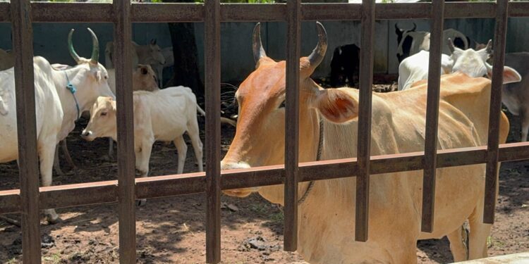 போக்குவரத்திற்கு இடையூறான கால்நடைகள் மடக்கிப்பிடிப்பு