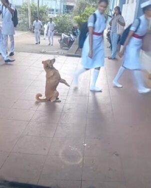 தாதியர்களைக் கண்டதும் வணக்கம் செலுத்திய நாய்