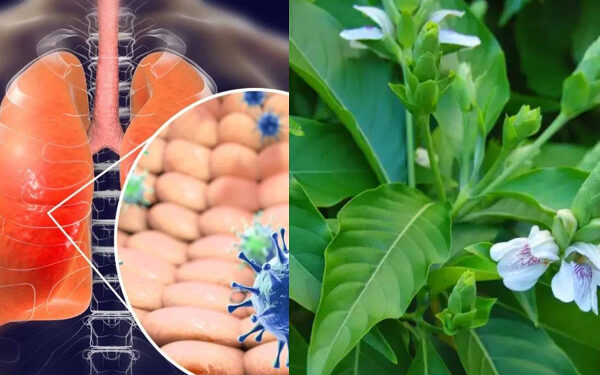 நுரையீரல் பிரச்சனைகளுக்கு மருந்தாகும் ஆடாதோடை மூலிகை!