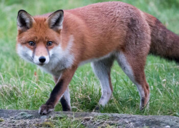 பாடசாலை மைதானத்தில் நரிகள் : மாணவர்கள் அச்சத்தில்!