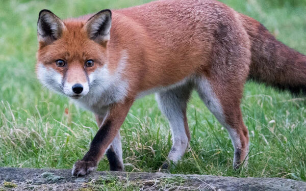 பாடசாலை மைதானத்தில் நரிகள் : மாணவர்கள் அச்சத்தில்!