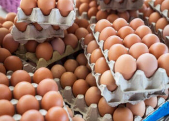 முட்டை விலை சரிவு!