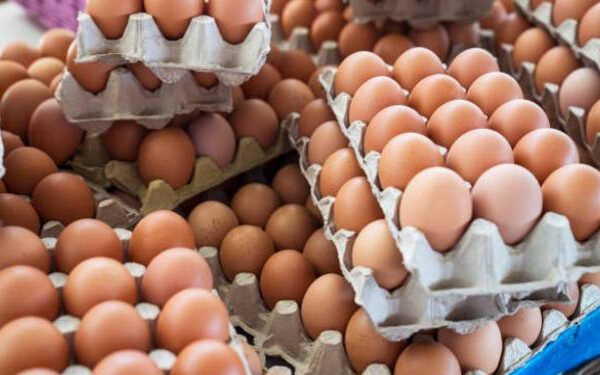 முட்டை விலை சரிவு!