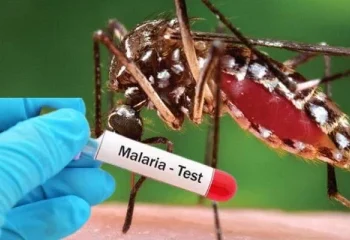 மீண்டும் அதிகரித்த மலேரியா நோயாளர்கள்!