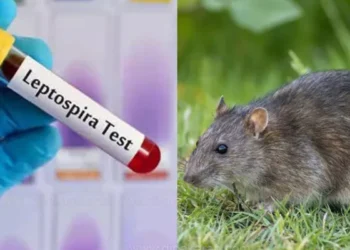 எலிக்காய்ச்சலால் 10 பேர் பலி!