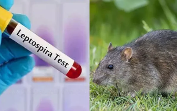 எலிக்காய்ச்சலால் 10 பேர் பலி!