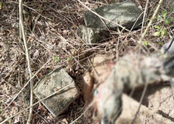 காணியொன்றில் வெடிபொருட்களுடன், விடுதலைப் புலிகளின் கொடி மீட்பு