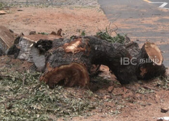 வீதியில் வெட்டப்பட்ட மரம் : மக்கள் கடும் விசனம்