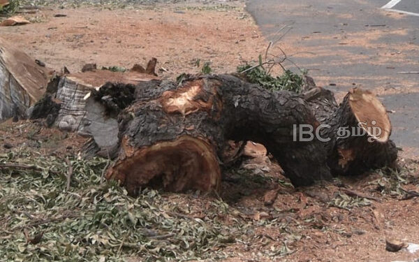 வீதியில் வெட்டப்பட்ட மரம் : மக்கள் கடும் விசனம்