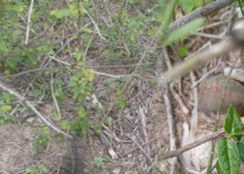 மட்டு.வாகனேரியில் கைக்குண்டு மீட்பு!