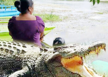 முதலை இழுத்து சென்ற மீனவர் சடலமாக மீட்பு!