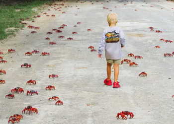 அவுஸ்திரேலியாவில் நண்டுகளின் வினோதம்!