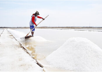 மீள் ஏற்றுமதி செய்யப்படவுள்ள உப்பு!