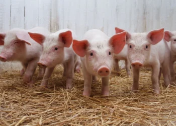 பன்றிக் காய்ச்சலைத் தடுக்கும் விசேட வர்த்தமானி