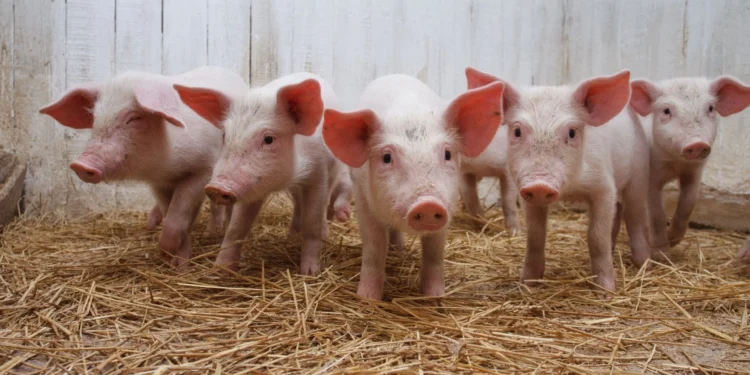 பன்றிக் காய்ச்சலைத் தடுக்கும் விசேட வர்த்தமானி