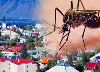 ஐஸ்லாந்தில் நுளம்புகள்!