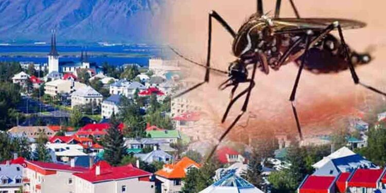 ஐஸ்லாந்தில் நுளம்புகள்!