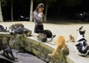 மக்களுக்கு இணையாக பூனைகள் பெருக்கம் : திக்குமுக்காடும் சைப்ரஸ்!