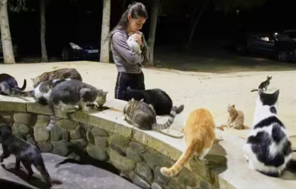 மக்களுக்கு இணையாக பூனைகள் பெருக்கம் : திக்குமுக்காடும் சைப்ரஸ்!