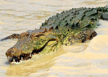 சடலமாக மீட்கப்பட்ட முதியவர் : முதலை தாக்கியதாக சந்தேகம்