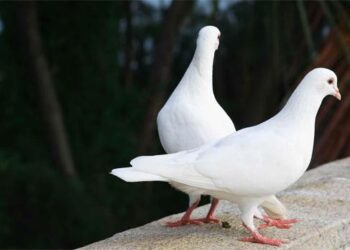 கடல் வழியாக நாட்டிற்குள் கடத்தப்பட்ட புறாக்கள்!