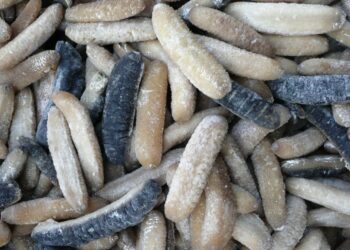 யாழில் சட்டவிரோதமான கடலட்டைகள் : இருவர் கைது