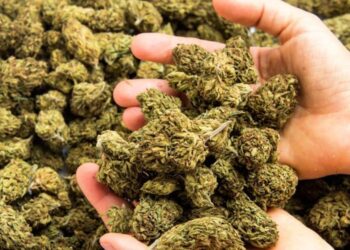 14,000 கிலோவுக்கு அதிகமான கஞ்சா இவ்வாண்டில் மட்டும் மீட்பு!