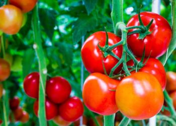 தக்காளி அதிகம் சாப்பிட்டால் சிறுநீரகக் கற்கள் உருவாகுமா?