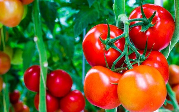 தக்காளி அதிகம் சாப்பிட்டால் சிறுநீரகக் கற்கள் உருவாகுமா?