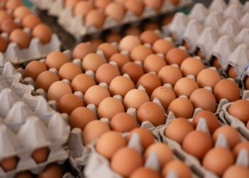 முட்டை விலை தொடர்பான அறிவித்தல்!