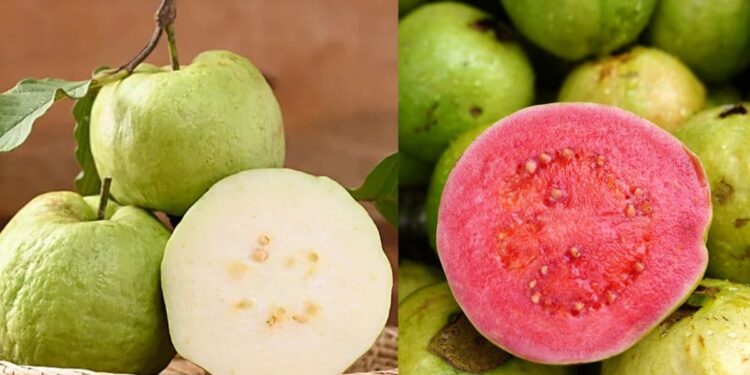 அதிக சத்து நிறைந்தது வெள்ளைக் கொய்யாவா அல்லது சிவப்புக் கொய்யாவா?