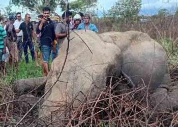 ரயிலுடன் மோதி யானை உயிரிழப்பு!