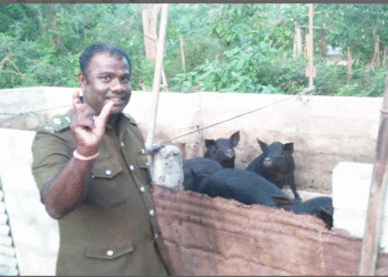 சுகாதாரமற்ற முறையில் பன்றி வளர்ப்பு பண்ணை : உரிமையாளருக்கு எதிராக நடவடிக்கை!