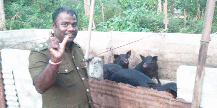 சுகாதாரமற்ற முறையில் பன்றி வளர்ப்பு பண்ணை : உரிமையாளருக்கு எதிராக நடவடிக்கை!