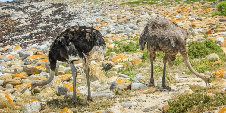 கற்களை சாப்பிடும் தீக்கோழிகள்!