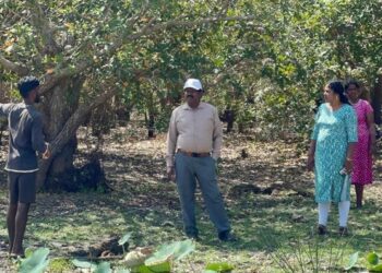 முல்லைத்தீவில் சட்டவிரோதமாக அழிக்கப்பட்ட மரங்கள்