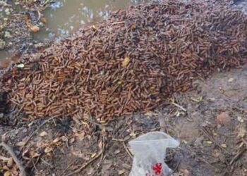 பாடசாலைக்கு அருகில் தோட்டாக்கள்!