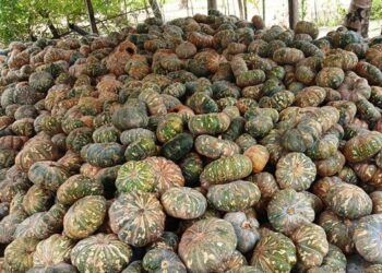 சந்தைப்படுத்துவதில் அவதிப்படும் விவசாயி!